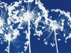 allium_sensation